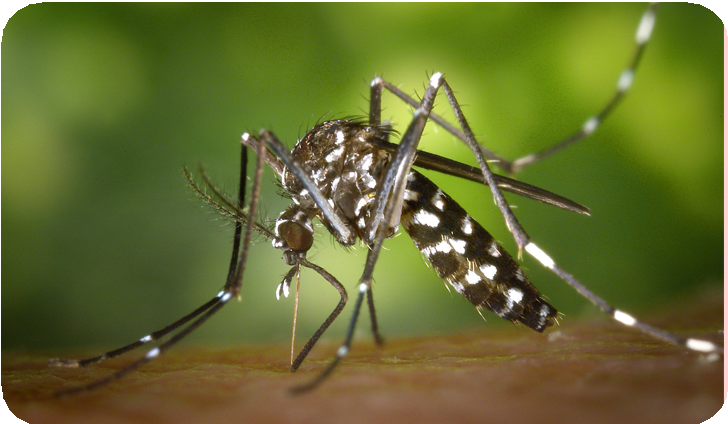 dengue spread and prevention